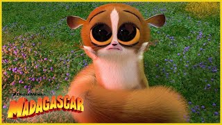 ¡Mort es demasiado lindo 😍  DreamWorks Madagascar en Español Latino [upl. by Kcirre]