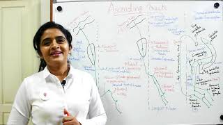 NEUROANATOMYTHE SPINAL CORDPART 8WHITE MATTERASCENDING TRACTSDR ROSE JOSE MD [upl. by Earezed]