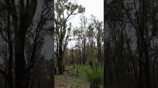 Brookton to Canning 14 nature forest relaxing hiking bushwalking [upl. by Rubetta]