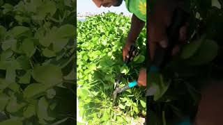 Ipomea Plants Cutting viralvideo youtube shorts youtubeshorts foryou subscribe shortvideo [upl. by Rodrich374]