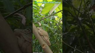 Big frog gravid treefrogs amphibia wildlife caymanislands [upl. by Baudin]