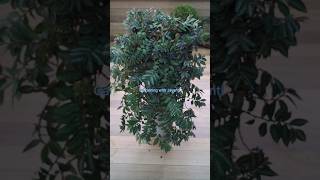 Beautiful Hanging Plant Pellionia  Pellionia for Balcony  Balcony Decoration Ideas shorts yt [upl. by Kruger]