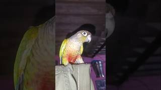 Green cheeked Conure parrots [upl. by Umberto]