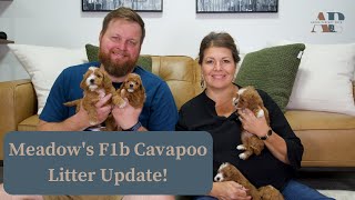 Meadows F1b Cavapoo Litter Update [upl. by Kilbride]