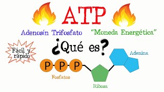 🔥 ¿Qué es el ATP 💥 Fácil y Rápido  BIOLOGÍA  QUÍMICA [upl. by Urdna868]