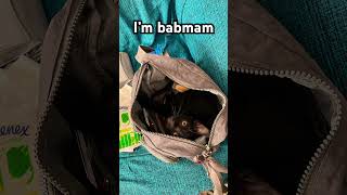 JUSTICE BC IM BAAAAAATTTMMAAAANNNNN 3 cat memes funny blackcat comedy 3 [upl. by Sihtam]