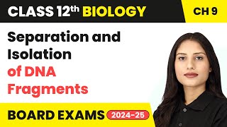 Separation and Isolation of DNA Fragments  Class 12 Biology Chapter 9  CBSE 202425 [upl. by Ethbinium]