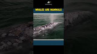 Whales Are Mammals [upl. by Burgess]