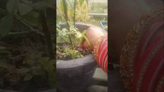 Free k plant ki repottingvinca repotting gardening shorts ytshorts [upl. by Sahpec]