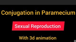 Conjugation in Paramecium BSc 5 semester zoology [upl. by Summer]