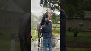 Enjoying that ARCANGELO 🚿 The Belmont winner is headed for the Travers next shorts [upl. by Rim]