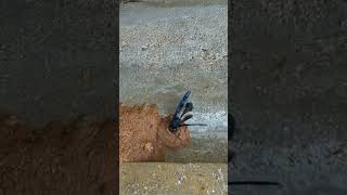 Natures Caregiver InsectFeeding NatureDocumentary Entomology InsectLife Larvae Short [upl. by Hnao485]