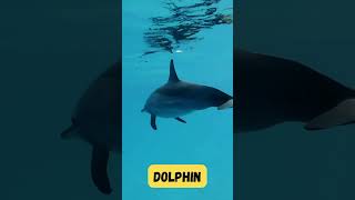 Dolphin Splash Song for Kids  Fun amp Playful Dolphin Show  Phonics amp Ocean Learning  abcd kids [upl. by Yenwat]