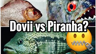 Dovii Cichlid vs Piranha Fight  Aquarium Talk [upl. by Libre367]