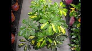 Schefflera Plant Complete Guide  How to Grow and Care Umbrella Plant [upl. by Canica]