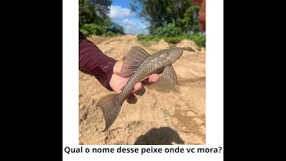 Captura do Peixe Cascudo na Fazenda [upl. by Davena]