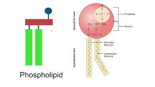 Lipids AQA A Level Biology [upl. by Hut]