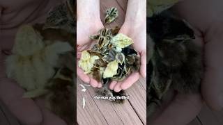 Tiny chicks that can’t survive on their ownshorts animals chick brid rescue [upl. by Yregerg]