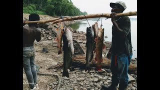 Catfishing at the Cornelius Honey Hole  Mississippi River [upl. by Colis]