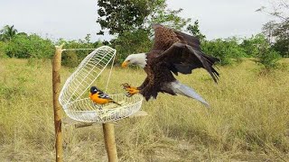 Membuat Perangkap Burung Dengan Barang Bekas Tapi Hasilnya Mengejutkan [upl. by Aknaib]