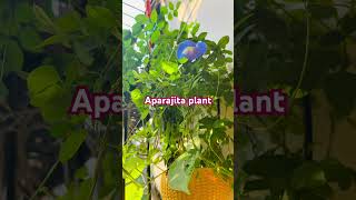 aprajita gardening flowers nature short shortsfeed ytviral likeandsubscribe youtubeshorts [upl. by Onivag731]