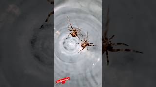 Angry Spider Fight🕷spiderfighting spiderfight spider gagambafight gagamba spiderderby spiders [upl. by Ahseekal]