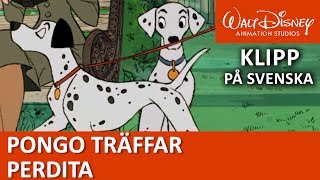 Pongo träffar Perdita  Pongo och de 101 dalmatinerna  Disneyklassiker Sverige [upl. by Ayekat]