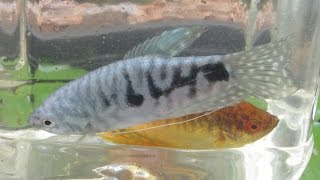 Breeding Gouramis PreSpawning Behaviour Part 1 [upl. by Treblig]