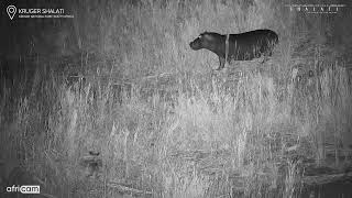 Hippo And Bushbuck Give Each Other A Fright [upl. by Hum]