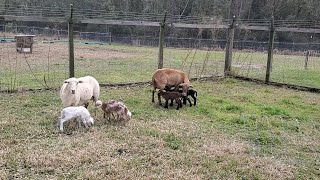 Ear Tagging Triplet Lambs [upl. by Noreg196]