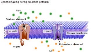 nervous system 1 the membran potential [upl. by Arem]