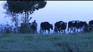 Produtor de leite investe no melhoramento genético e na alimentação  Programa Rio Grande Rural [upl. by Fari]