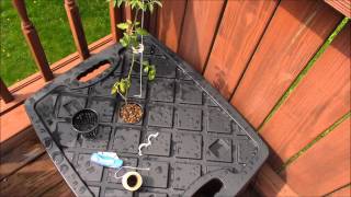 Easy Hydroponic Tomato Deep Water Culture [upl. by Bilski]