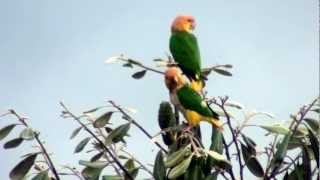 White bellied Parrot [upl. by Sandi]