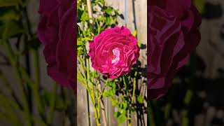 Wild Blue Yonder beautifulroses flowers nature rosevarieties gardening loveroses roses rose [upl. by Staw]