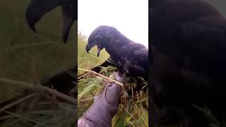 Video Hunt Bird From Eagle Hawk Nice Try 🔥🦅 birds shorts youtubeshorts youtube [upl. by Itaws746]