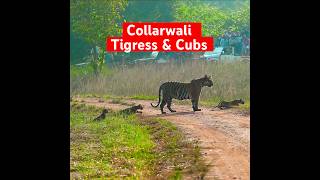 Collarwali With Cubs at Telia tiger tadoba safari jungle family fun yt shorts youtube cub [upl. by Marsha]