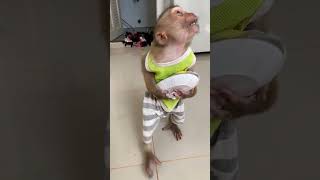 Aww Very smart baby Monkey monkey baby4 babyanimal baby3 cute babymonkey baby1 [upl. by Damek829]