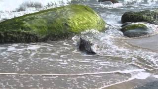 Crocodile on the beach swims toward tourists [upl. by Mika]