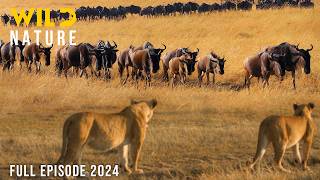 WILD SAVANNAH  The Migration Journey and Challenges in the Land of Predators  Animal documentary [upl. by Muslim]