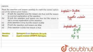 Assertion Spirogyra shows haplontic life cycle Reason Zygotic meiosis occurs in Spirogyra [upl. by Bonucci]