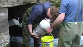 Monitoring European Eels at Slapton Ley NNR [upl. by Nede]