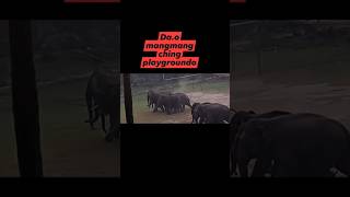 😱🦣Balnanggre football playground Elephant is came today groups shorts viralvideo elephant group [upl. by Cooke]