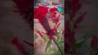 Celosia cristata flower transition explorethebeautyofnature enjoythenature shortsvideo [upl. by Annenn402]