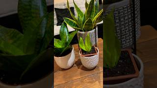 Baby snake plant separation indoorplants planthome plants snakeplant aesthetic diy inspodaily [upl. by Atilek983]