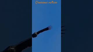 Cinereous vulture  Vautour moine wildlife vultures spain vautour [upl. by Bohman628]