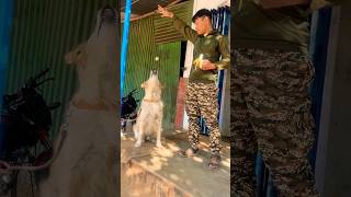 ❤️Best dog training for army youtubeshorts viralvideo shorts dog doglover goldenretriever [upl. by Witte278]