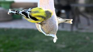 American Goldfinch in HD [upl. by Desberg760]