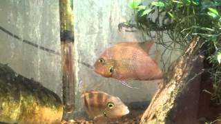 Thorichthys Helleri chacamax spawning [upl. by Naaitsirhc861]