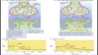 Postsynaptic potentials [upl. by Lux18]